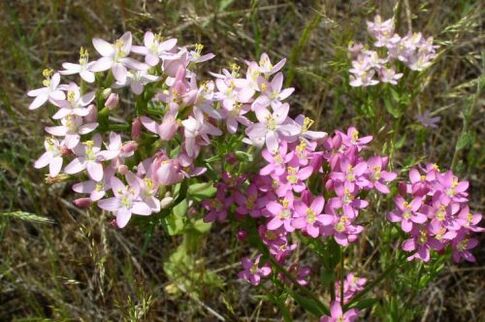 Goldger, der Alkohol verweigert hat